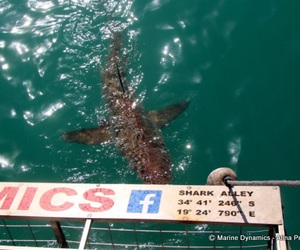 Daily Blog: 27 April 2022 | Shark Cage Diving in South Africa