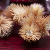 Dry Flowers - Eileen's Restaurant - Xplorio™ Gansbaai 