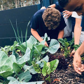 Growing Vegetables - Valley Food Gardens - Xplorio™ Greyton