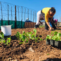 Valley Food Gardens - Xplorio™ Greyton