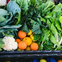 Valley Food Gardens - Xplorio™ Greyton