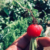 Freshly Grown Tomato - Valley Food Gardens - Xplorio™ Greyton