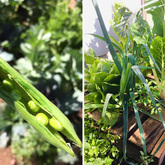 Peas - Valley Food Gardens - Xplorio™ Greyton