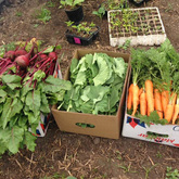 Veggie Boxes - Valley Food Gardens - Xplorio™ Greyton