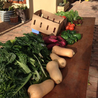 Fresh Vegetables - RAW - Xplorio™ Greyton