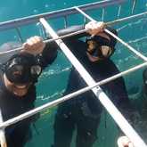 Shark Cage Diving - White Shark Projects - Xplorio™ Gansbaai