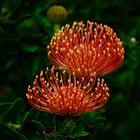 Pincushion Flower - Villiersdorp Tourism - Xplorio™ Villiersdorp