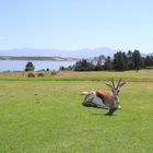 Springbuck - Theewaterskloof Golf Club - Xplorio™ Villiersdorp
