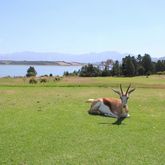 Springbuck - Theewaterskloof Golf Club - Xplorio™ Villiersdorp