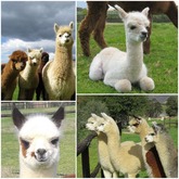 Alpacas - Helderstroom Alpacas - Xplorio™ Villiersdorp