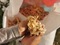 Dry Pine Shavings