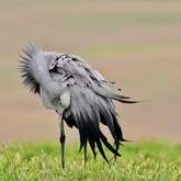 Napier Birding - Liefditt Antiques - Xplorio™ Napier 