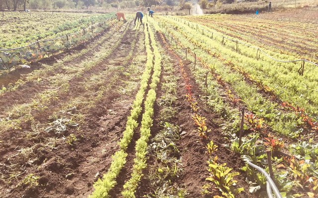 Crops - Valley Food Gardens - Xplorio™ Greyton