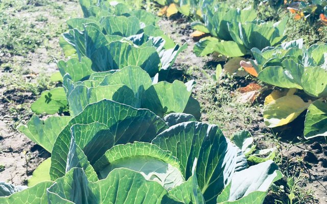 Cabbage - Valley Food Gardens - Xplorio™ Greyton