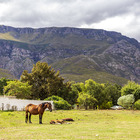 Greyton Horses - Greyton Tourism - Xplorio™ Greyton