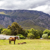 Greyton Horses - Greyton Tourism - Xplorio™ Greyton