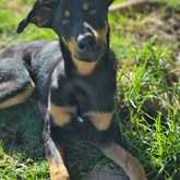 Poncho - Rescued Animal Drive - Xplorio™ Grabouw