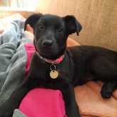 Stella - Rescued Animal Drive - Xplorio™ Grabouw