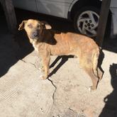 Kapkar - Rescued Animal Drive - Xplorio™ Grabouw