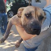 Mila - Rescued Animal Drive - Xplorio™ Grabouw