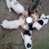 Feeding - Rescued Animal Drive - Xplorio™ Grabouw