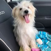 Snowy - Rescued Animal Drive - Xplorio™ Grabouw