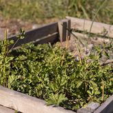 Fresh Herbs For Soup - Designers Without Borders South Africa - Xplorio™ Grabouw