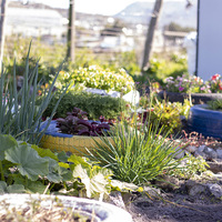 Community Gardens - Designers Without Borders South Africa - Xplorio™ Grabouw