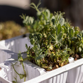 Seedlings - Designers Without Borders South Africa - Xplorio™ Grabouw