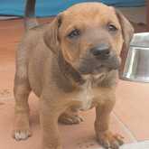 Puppy - Grabouw Animal Welfare Society - Xplorio™ Grabouw