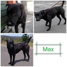 Max - Grabouw Animal Welfare Society - Xplorio™ Grabouw