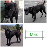 Max - Grabouw Animal Welfare Society - Xplorio™ Grabouw
