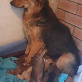 Mommy - Grabouw Animal Welfare Society - Xplorio™ Grabouw