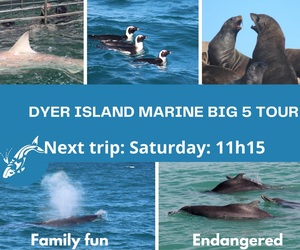 Next Dyer Island Marine Big 5 Tour: 21 May 2022
