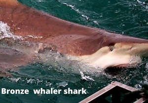 Next Marine Dynamics Shark Cage Diving Trip: 21 May 2022