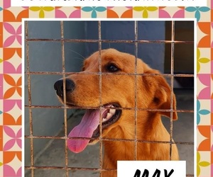 Max is ready to be adopted!