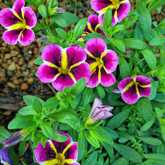 Flowers - Riverland Garden Centre - Xplorio™ Stanford