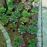 Flowers - Riverland Garden Centre - Xplorio™ Stanford