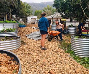 Winter Prep In The School Garden 