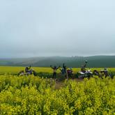 Bikes in the field - Canola Run Caledon - Xplorio™ Caledon