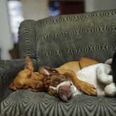 Two Puppies - Greyton Animal Welfare Society - Xplorio™ Greyton