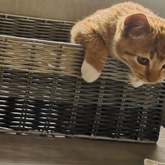 Kitten - Greyton Animal Welfare Society - Xplorio™ Greyton