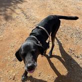 Black dog -Greyton Animal Welfare Society - Xplorio™ Greyton