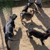 Puppies - Greyton Animal Welfare Society - Xplorio™ Greyton