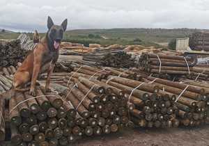 SATAS Approved CCA H4 Treated Pine Poles