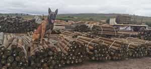 SATAS Approved CCA H4 Treated Pine Poles