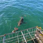 Shark - White Shark Projects - Xplorio™ Gansbaai