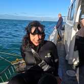 Shark Cage Diving - White Shark Projects - Xplorio™ Gansbaai