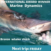 Next Marine Dynamics Shark Cage Diving Trip: 27 May 2022