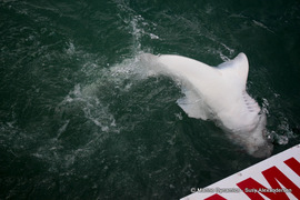 Daily Blog: 26 May 2022 | Shark Cage Diving in South Africa